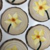 Hand-painted Daffodil Coaster Bundle Process Photo Becca Moody Art