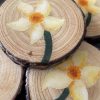 Hand-painted Daffodil Coaster Bundle Becca Moody Art